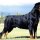 Những thông tin cơ bản về giống chó Rottweiler mạnh mẽ của Đức mà bạn cần biết